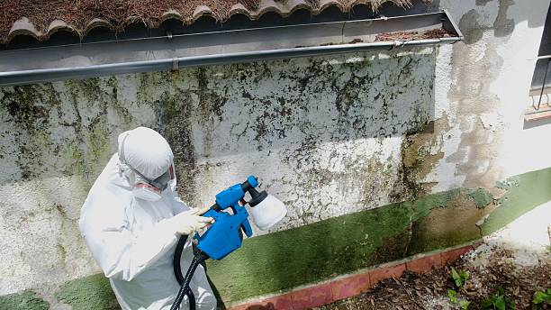 Top rated local Attic Mold Remediation specialists in Aurora, TX